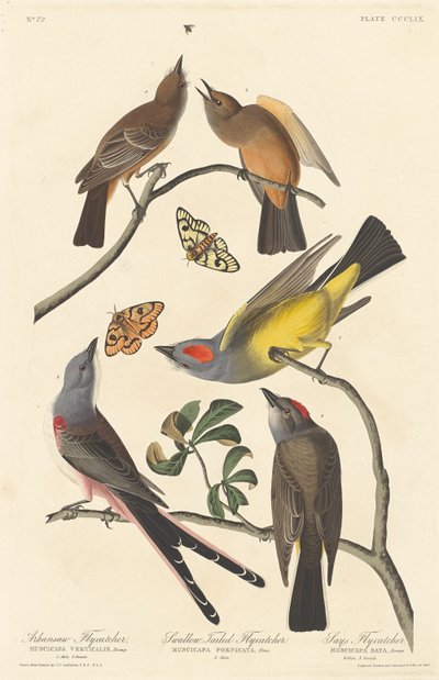 アーカンソー フライキャッチャー、アゲハチョウ、セイズ フライキャッチャー、1837 年。 作： Robert Havell