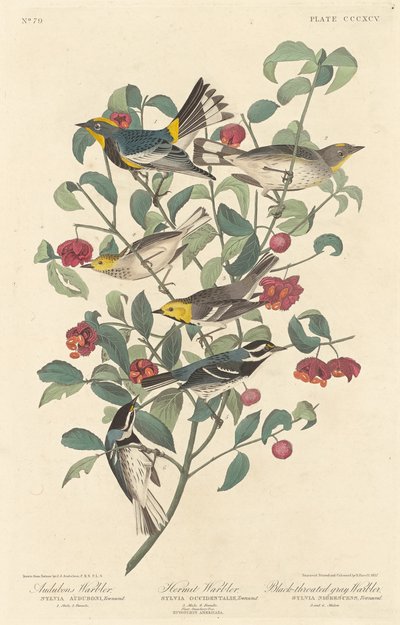 オーデュボンのウグイス、ヤドカリウグイス、ノドジロムシクイ、1837 年。 作： Robert Havell