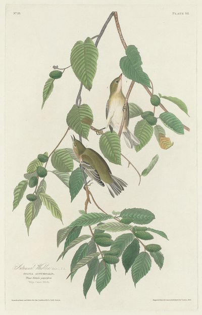 秋のウグイス、1830年。 作： Robert Havell
