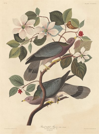 バンドオオバト、1837年。 作： Robert Havell