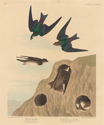 土手ツバメと紫緑色のツバメ、1837年。 作： Robert Havell