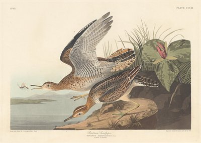 バートラムサンドパイパー、1836年。 作： Robert Havell