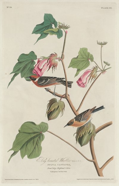 ベイブレスト ウグイス、1829 年。 作： Robert Havell