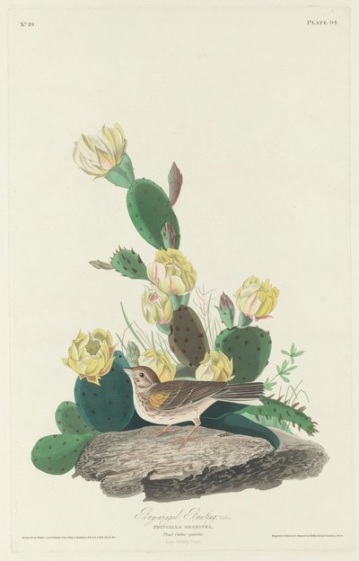 オオホオジロ、1830 年。 作： Robert Havell