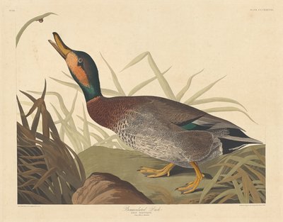 盲目のアヒル、1836年。 作： Robert Havell