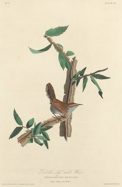 Bewick のオナガミソサザイ、1827 年。 作： Robert Havell