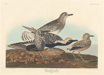クロハラチドリ、1836年。 作： Robert Havell
