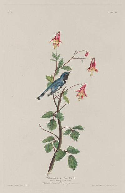 ノドジロムシクイ、1832 年。 作： Robert Havell