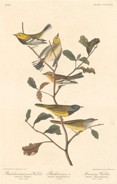 ノドジロムシクイ、ブラックバーニアン ウグイス、モーニング ウグイス、1837 年。 作： Robert Havell