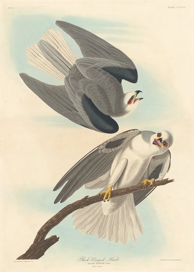 黒翼の鷹、1837年。 作： Robert Havell