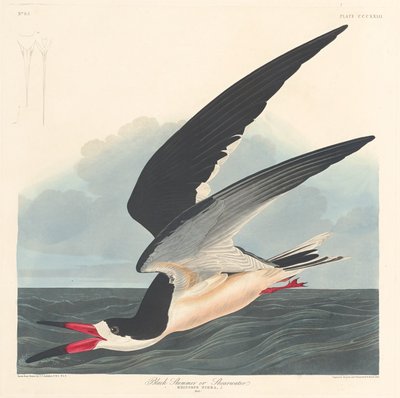 ブラックスキマー、1836年。 作： Robert Havell