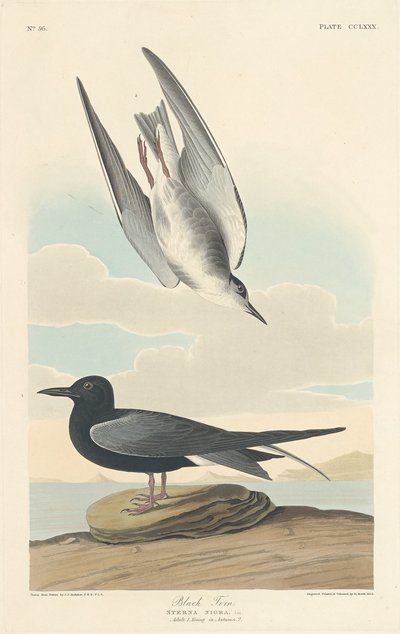 黒アジサシ、1835 年。 作： Robert Havell