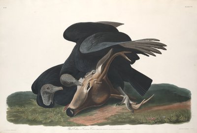 黒いハゲタカ、1831年。 作： Robert Havell