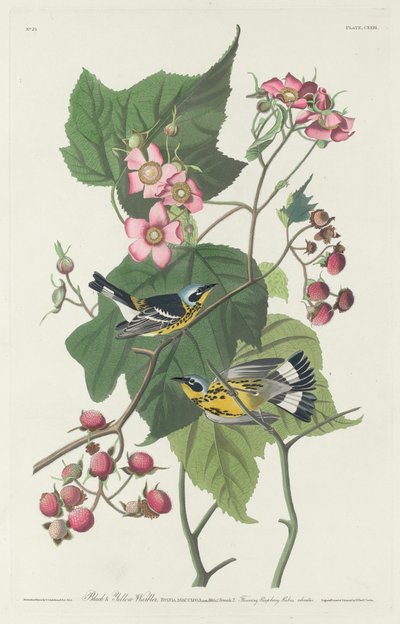 黒と黄色のウグイス、1831 年。 作： Robert Havell