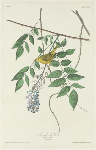 青い目の黄色いウグイス、1830 年。 作： Robert Havell