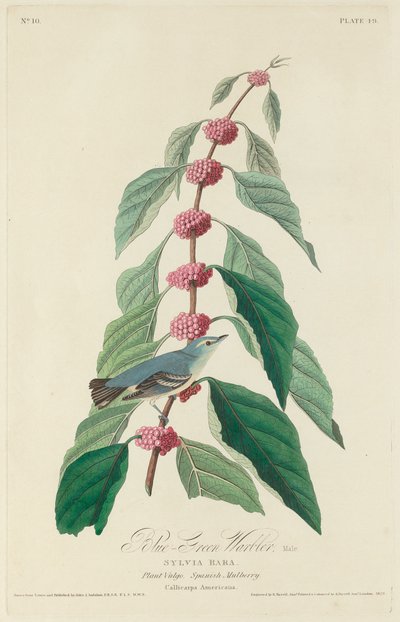 青緑色のウグイス、1828年。 作： Robert Havell