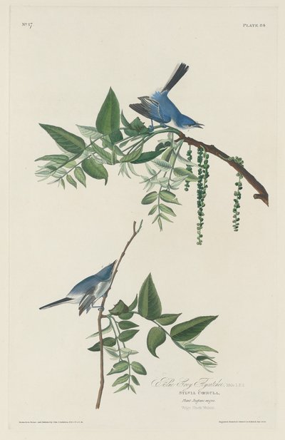 青灰色のヒタキ、1830年。 作： Robert Havell