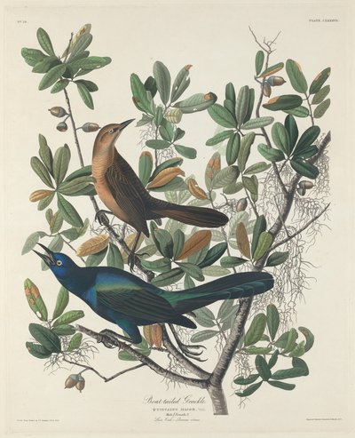 舟尾のグラックル、1834 年。 作： Robert Havell