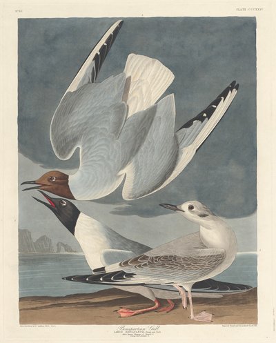 ボナパルティアン カモメ、1836 年。 作： Robert Havell