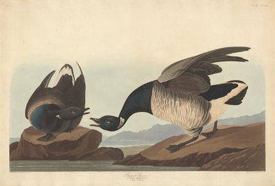 ブラント グース、1837 年。 作： Robert Havell