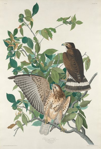 翼の広いタカ、1830年。 作： Robert Havell