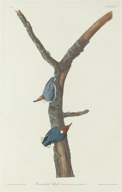 茶色の頭のゴジュウカラ、1831 年。 作： Robert Havell