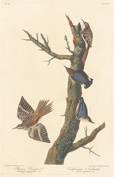 ブラウン クリーパーとカリフォルニア ゴジュウカラ、1838 年。 作： Robert Havell