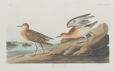 バフブレストサンドパイパー、1835年。 作： Robert Havell