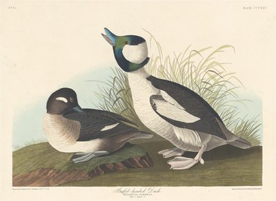 バッフルヘッドのアヒル、1836年。 作： Robert Havell