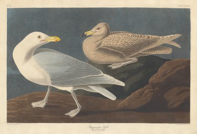 Burgomaster カモメ、1837 年。 作： Robert Havell