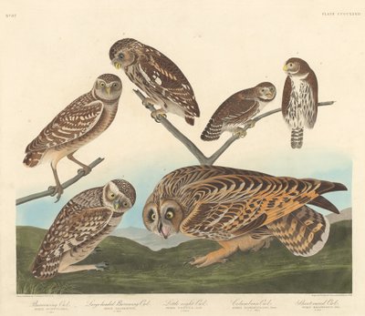 アナホリフクロウ、大型頭のアナホリフクロウ、リトル ナイト フクロウ、1838 年。 作： Robert Havell