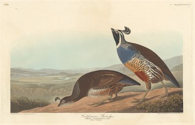 カリフォルニアヤマウズラ、1838 年。 作： Robert Havell