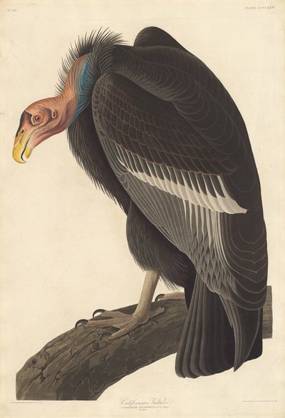 カリフォルニアハゲワシ、1838年。 作： Robert Havell