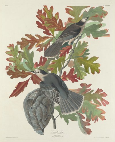カナダジェイ、1831年。 作： Robert Havell