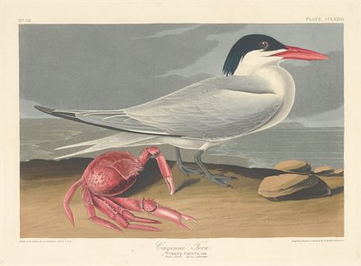 カイエンアジサシ、1835年。 作： Robert Havell