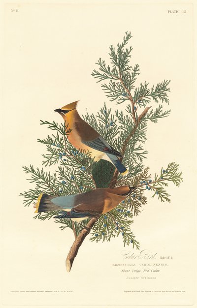 杉の鳥、1828年。 作： Robert Havell