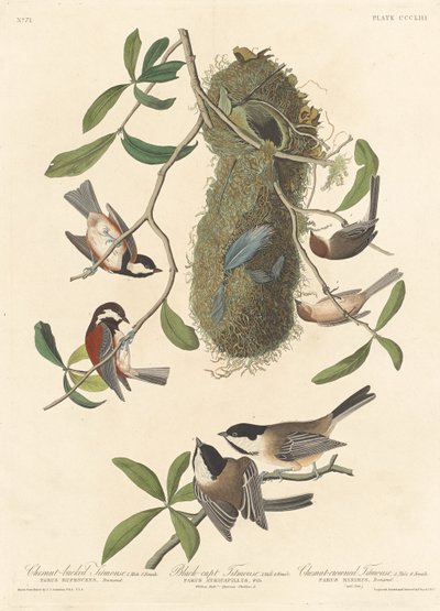 栗毛のシジュウカラ、黒帽子のシジュウカラ、栗冠のシジュウカラ、1837 年。 作： Robert Havell