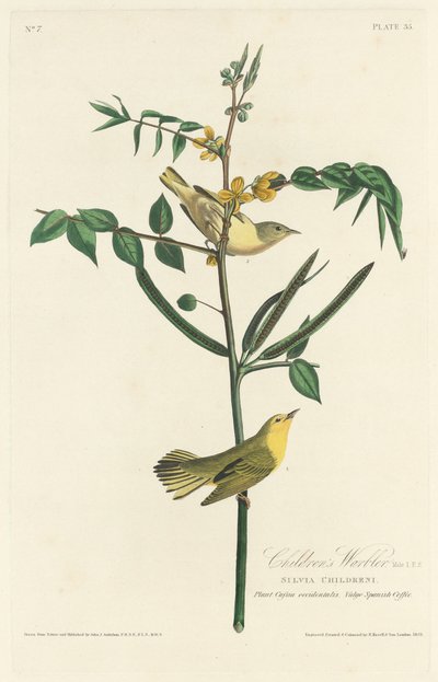 子供のウグイス、1828年。 作： Robert Havell