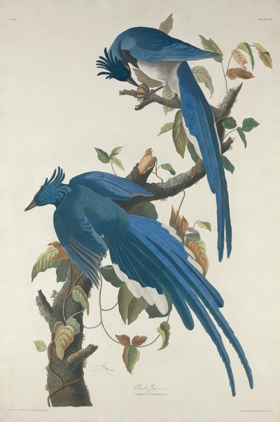 コロンビアジェイ、1830年。 作： Robert Havell