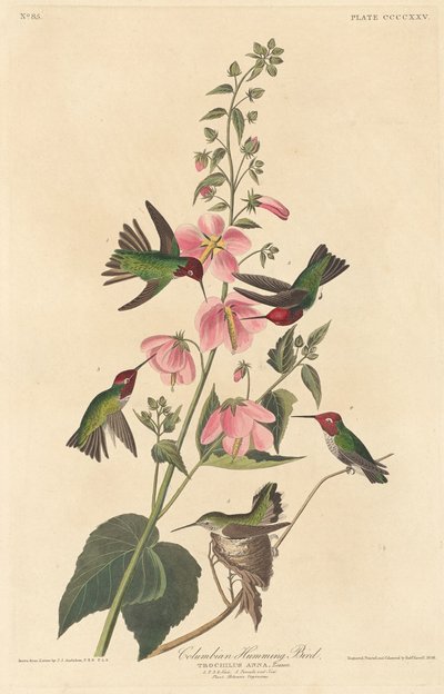 コロンビアのハミングバード、1838年。 作： Robert Havell