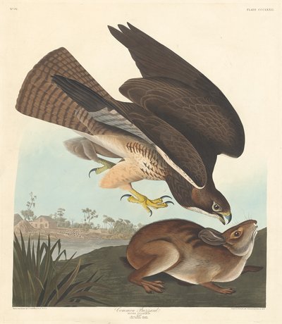 ノスリ、1837年。 作： Robert Havell