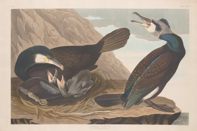 カワウ、1835年。 作： Robert Havell