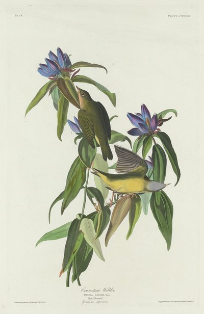 コネチカット ウグイス、1832 年。 作： Robert Havell