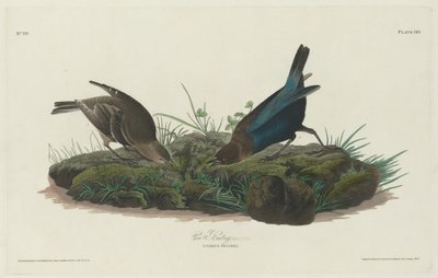 牛ホオジロ、1830年。 作： Robert Havell