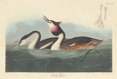 カンムリカイツブリ、1836 年。 作： Robert Havell