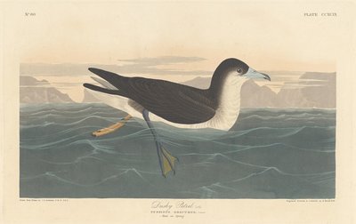 ダスキーペトレル、1836年。 作： Robert Havell