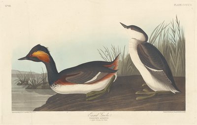 ミミカイツブリ、1838 年。 作： Robert Havell