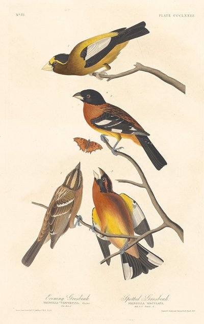 イブニング・グロスビークとスポテッド・グロスビーク、1837年。 作： Robert Havell