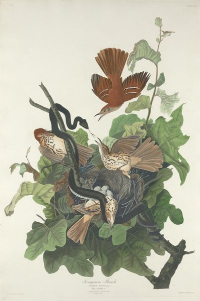 鉄ツグミ、1831年。 作： Robert Havell
