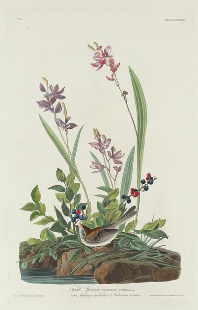スズメ、1832年。 作： Robert Havell